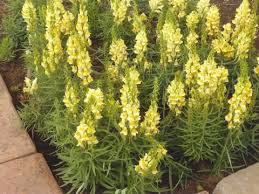 Attēlu rezultāti vaicājumam “Linaria loeselii”