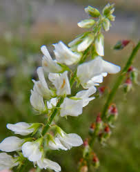 Attēlu rezultāti vaicājumam “Melilotus albus flower”
