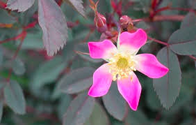 Attēlu rezultāti vaicājumam “Rosa glauca”