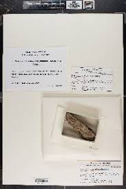 Attēlu rezultāti vaicājumam “Sclerophora pallida”