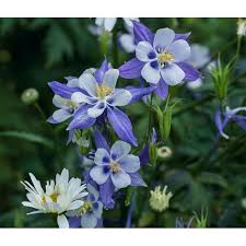 Image result for Akelei