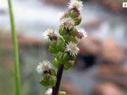 Attēlu rezultāti vaicājumam “Triglochin palustre fruit”