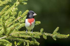 Image result for Pheucticus ludovicianus