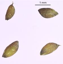 Attēlu rezultāti vaicājumam “Stemonitopsis aequalis (var. aequalis)”