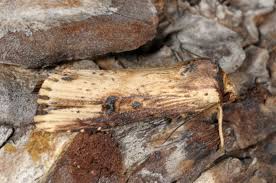 Attēlu rezultāti vaicājumam “Axylia putris”