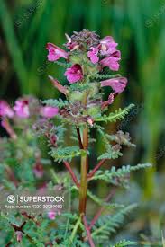 Attēlu rezultāti vaicājumam “Pedicularis palustris flower”