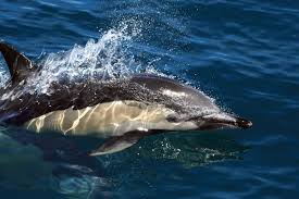 Image result for Delphinus delphis