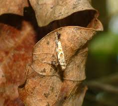 Attēlu rezultāti vaicājumam “Gracillaria syringella larva”