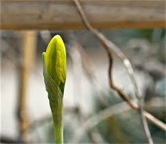 Attēlu rezultāti vaicājumam “Narcissus bud”