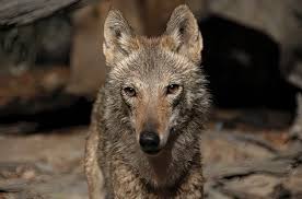 Image result for canis lupus arabs