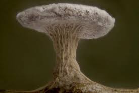 Attēlu rezultāti vaicājumam “Diderma hemisphaericum”