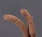 Attēlu rezultāti vaicājumam “Stemonitopsis aequalis var. microspora macro”