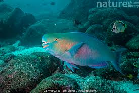 Image result for Scarus rubroviolaceus