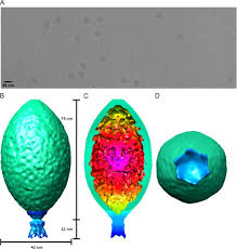 Attēlu rezultāti vaicājumam “Diderma subviridifuscum var. macrospora* sessile”