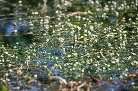 Attēlu rezultāti vaicājumam “Batrachium circinatum”