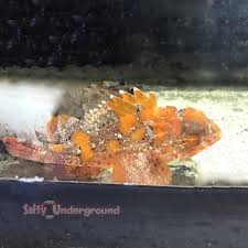 Image result for Scorpaena scrofa