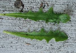 Attēlu rezultāti vaicājumam “Hypochaeris radicata leaf”