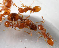 Attēlu rezultāti vaicājumam “Anthrenus sp. imago”