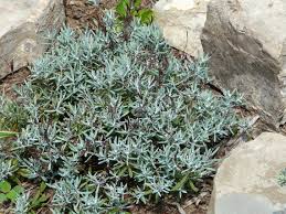 Attēlu rezultāti vaicājumam “Andromeda polifolia leaf”