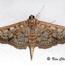 Attēlu rezultāti vaicājumam “Crambidae”