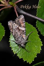 Attēlu rezultāti vaicājumam “Lacanobia contigua imago”