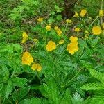 Attēlu rezultāti vaicājumam “Ranunculus cassubicus”