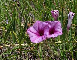 Image result for Ipomoea Lavender