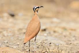 Image result for Cursorius cursor