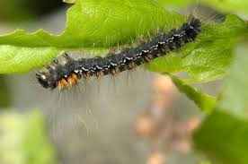 Attēlu rezultāti vaicājumam “Eriogaster lanestris larva”
