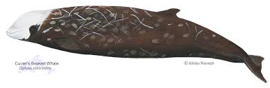 Image result for Ziphius cavirostris