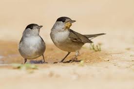 Attēlu rezultāti vaicājumam “Sylvia atricapilla”