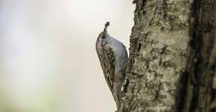 Attēlu rezultāti vaicājumam “Certhia familiaris adult”