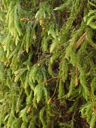 Attēlu rezultāti vaicājumam “Isothecium alopecuroides”