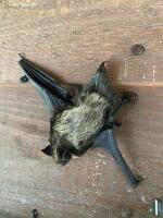 Attēlu rezultāti vaicājumam “Eptesicus nilssonii”