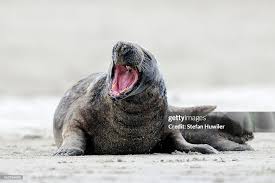 Attēlu rezultāti vaicājumam “Halichoerus grypus”