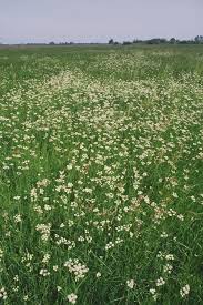 Attēlu rezultāti vaicājumam “Oenanthe aquatica flower”