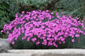 Image result for Dianthus