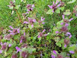 Attēlu rezultāti vaicājumam “Lamium purpureum flower”