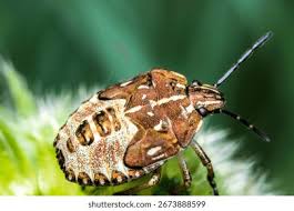 Attēlu rezultāti vaicājumam “Carpocoris sp. nymph”