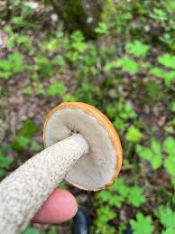 Attēlu rezultāti vaicājumam “Leccinum vulpinum”