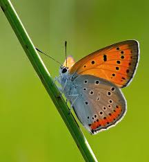 Attēlu rezultāti vaicājumam “Lycaena dispar”
