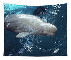 Image result for Delphinapterus leucas