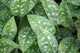 Attēlu rezultāti vaicājumam “Pulmonaria angustifolia leaf”