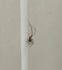 Attēlu rezultāti vaicājumam “Phylloneta cocoon”