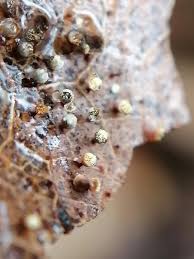 Attēlu rezultāti vaicājumam “Craterium sp.”