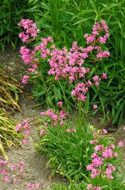 Image result for Pechnelke