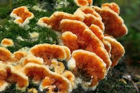 Attēlu rezultāti vaicājumam “Leucogyrophana sororia”