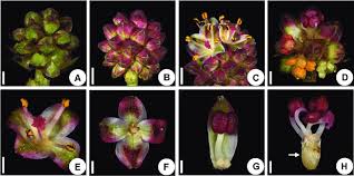 Attēlu rezultāti vaicājumam “Sanguisorba officinalis flower”