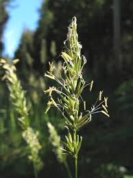 Attēlu rezultāti vaicājumam “Anthoxanthum odoratum fruit”
