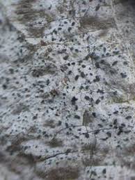 Attēlu rezultāti vaicājumam “Alyxoria varia”